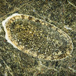 Chiton sp. 2